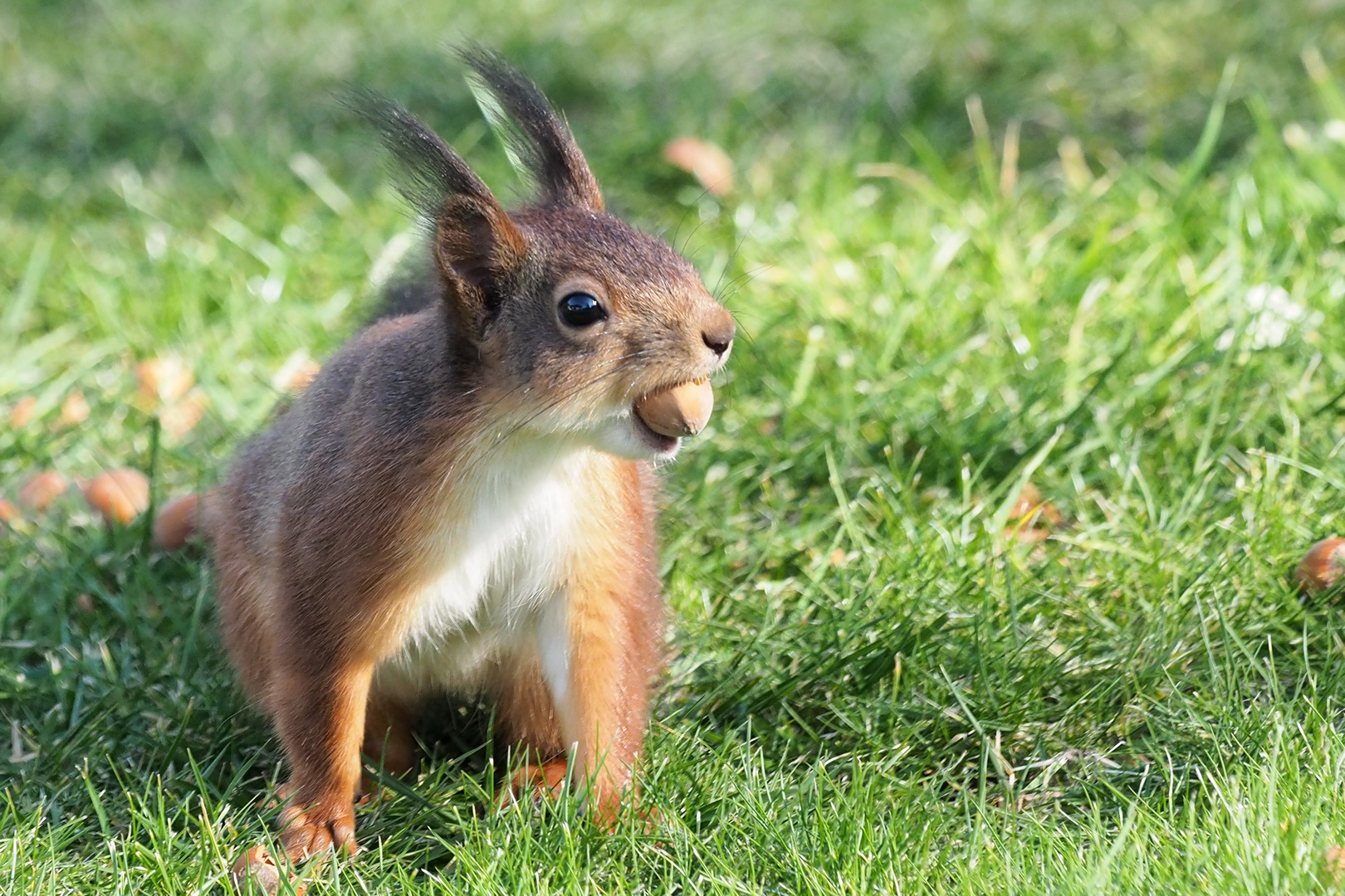 Eichhörnchen