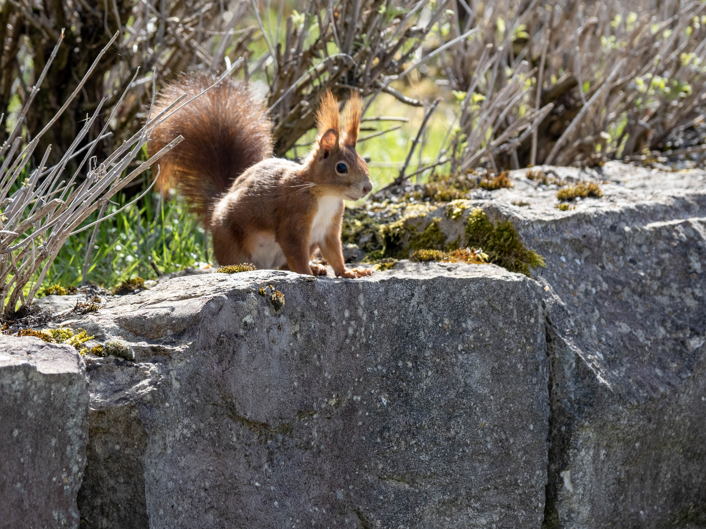 Eichhörnchen