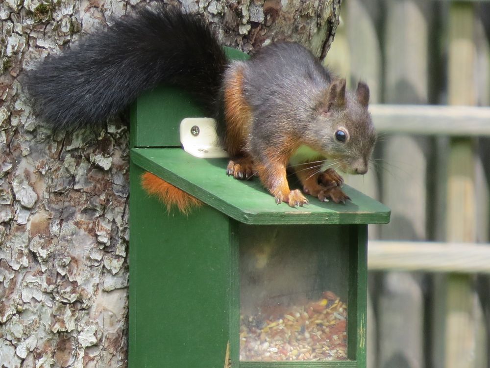 Eichhörnchen