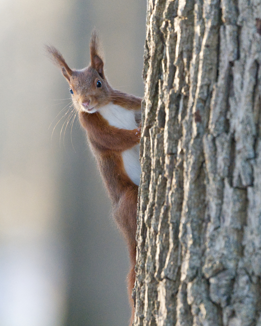 Eichhörnchen