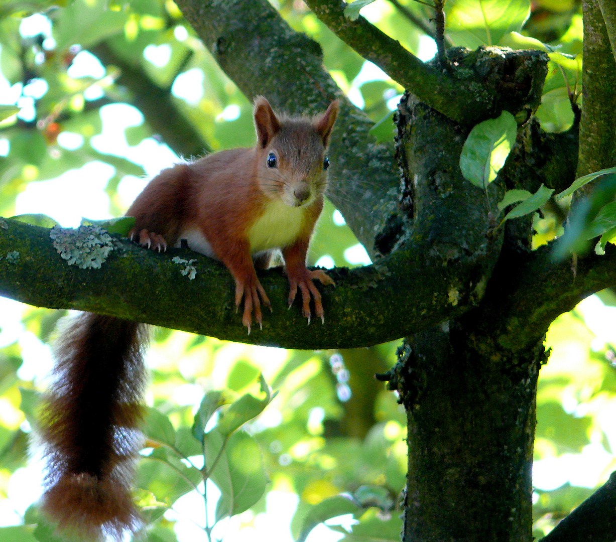 Eichhörnchen