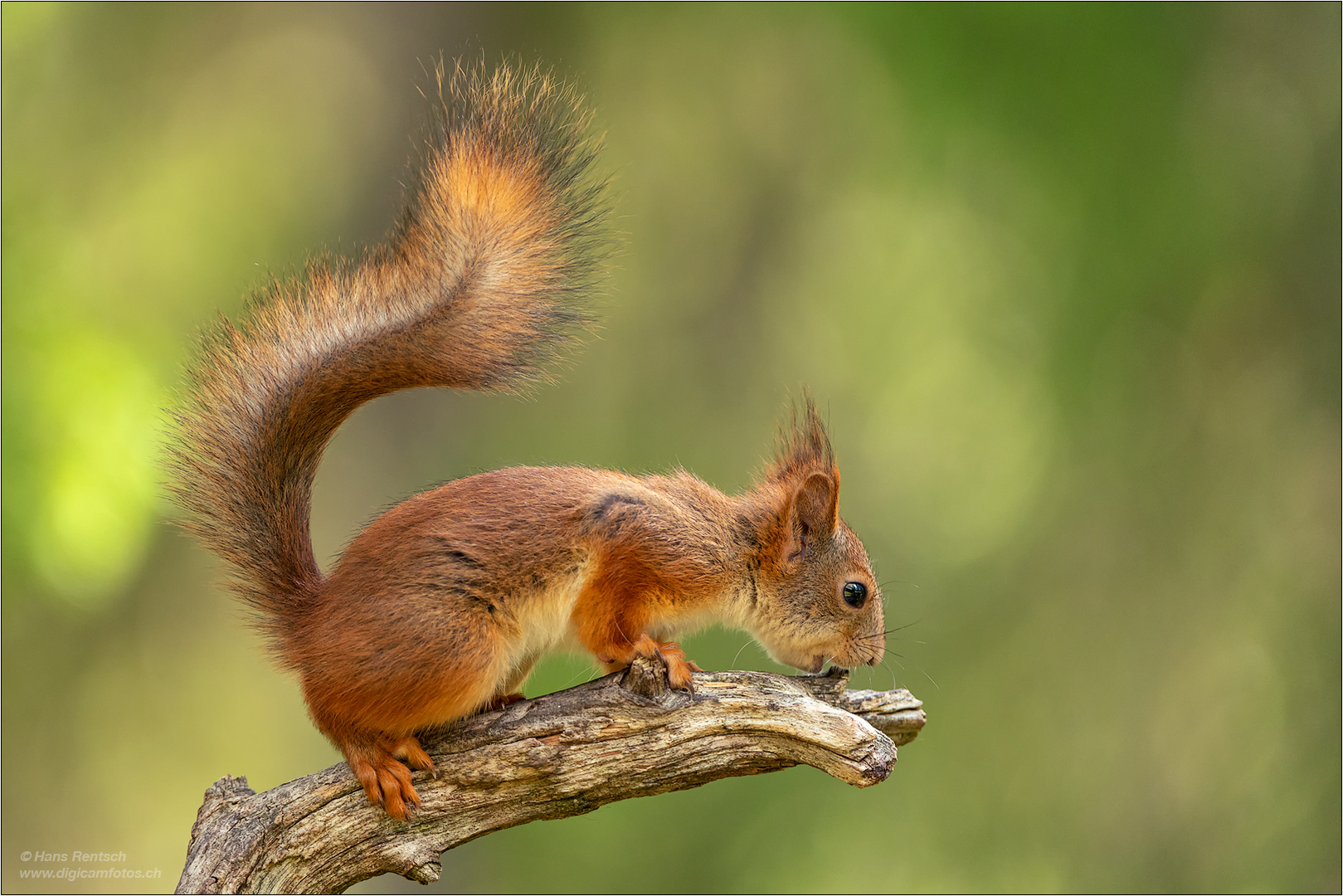 Eichhörnchen Foto & Bild | tiere, wildlife, säugetiere Bilder auf