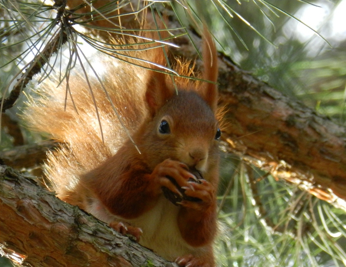 Eichhörnchen