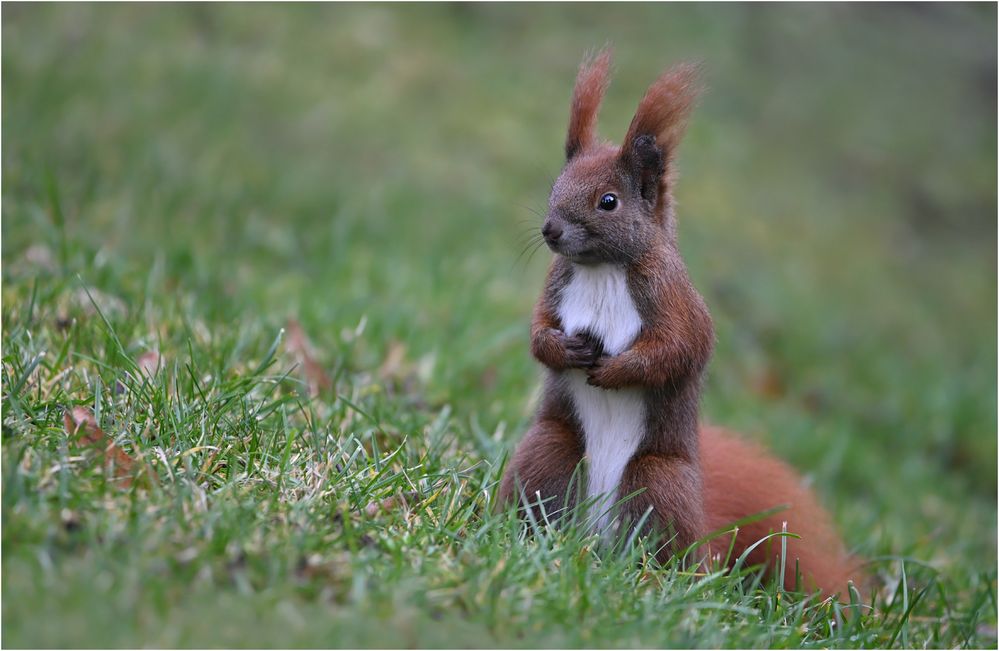 Eichhörnchen