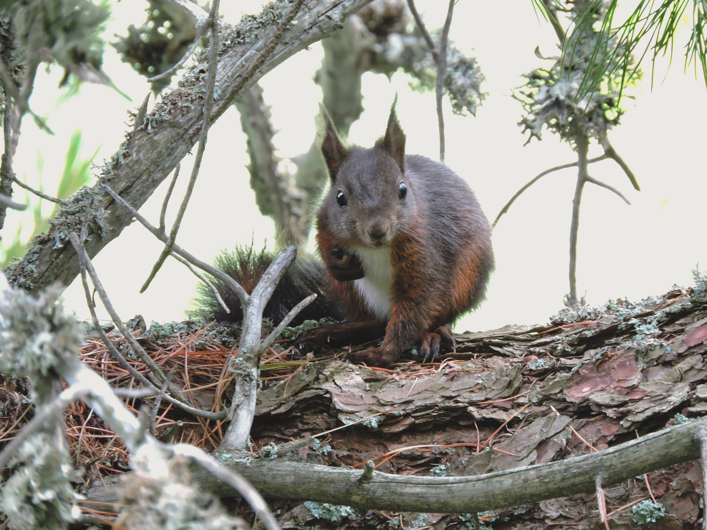 Eichhörnchen