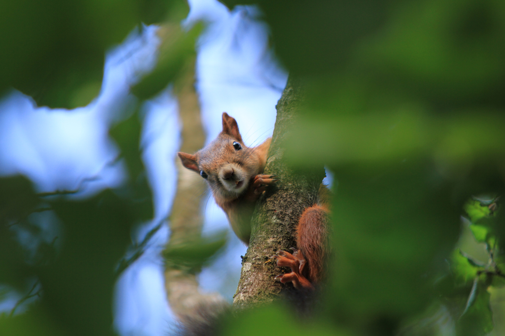 Eichhörnchen