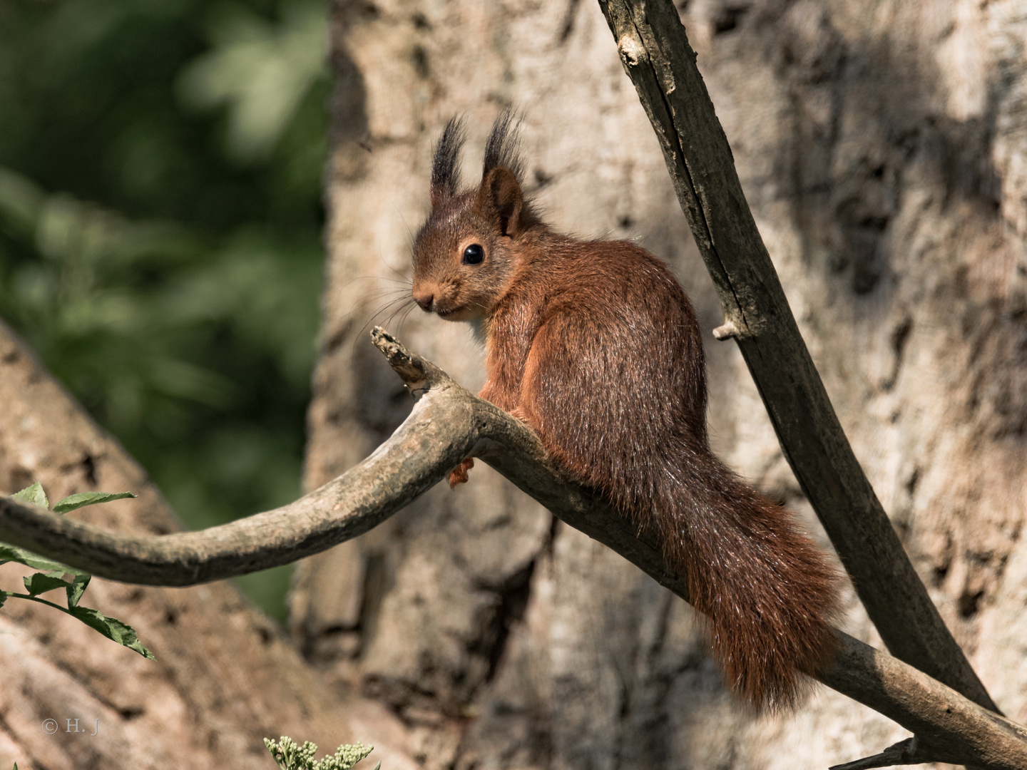 Eichhörnchen