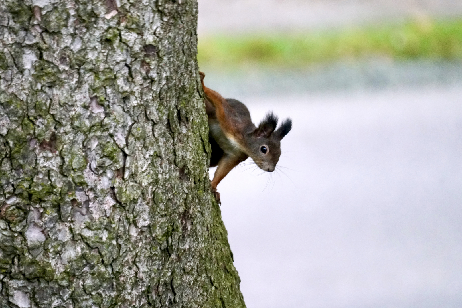 Eichhörnchen