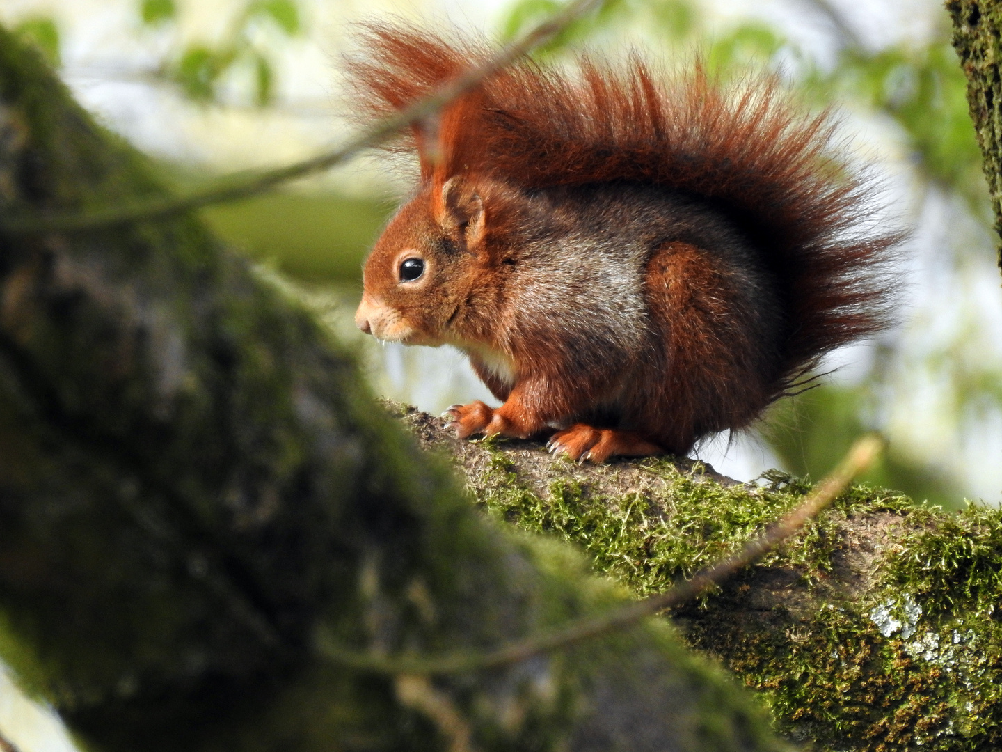 Eichhörnchen