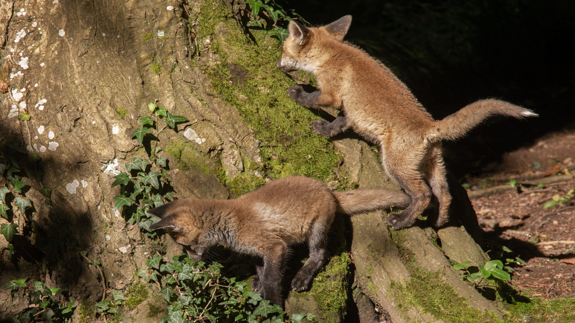 Eichhörnchen