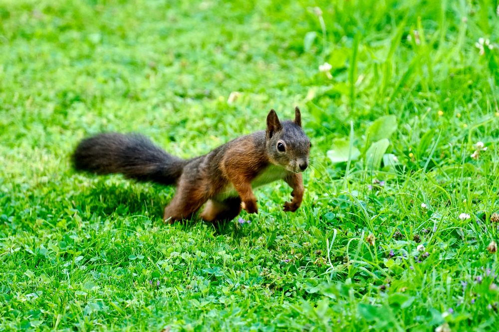 Eichhörnchen