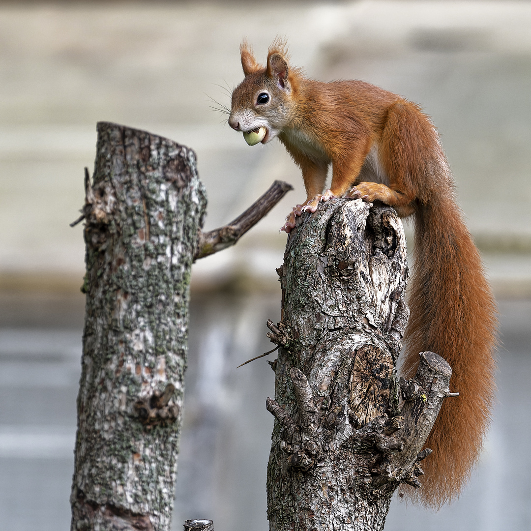  Eichhörnchen