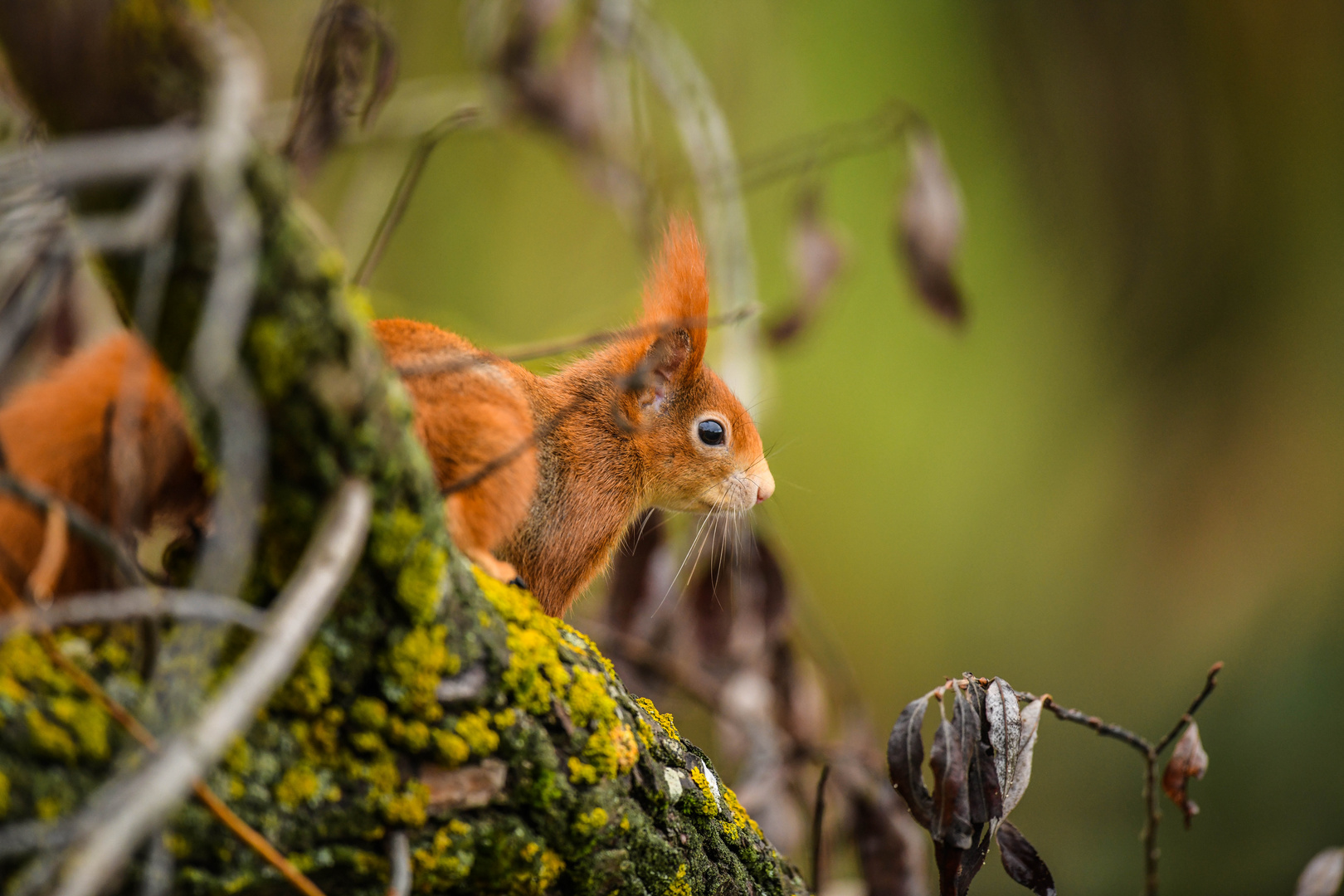 Eichhörnchen