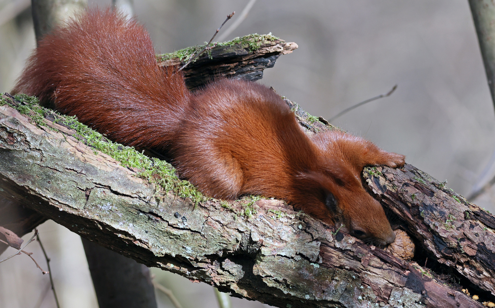 Eichhörnchen 