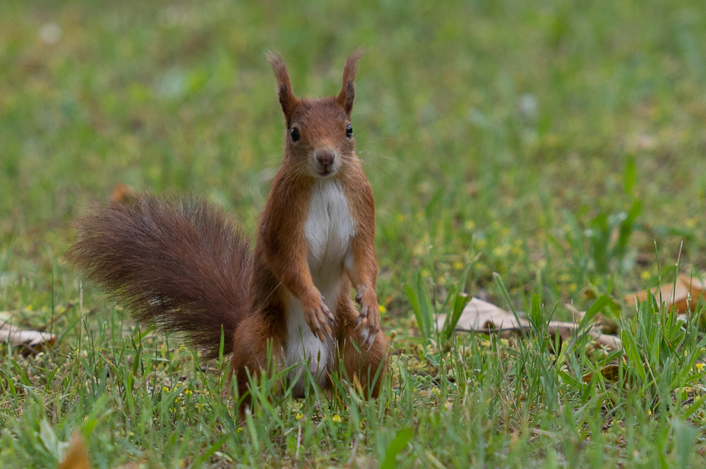 Eichhörnchen