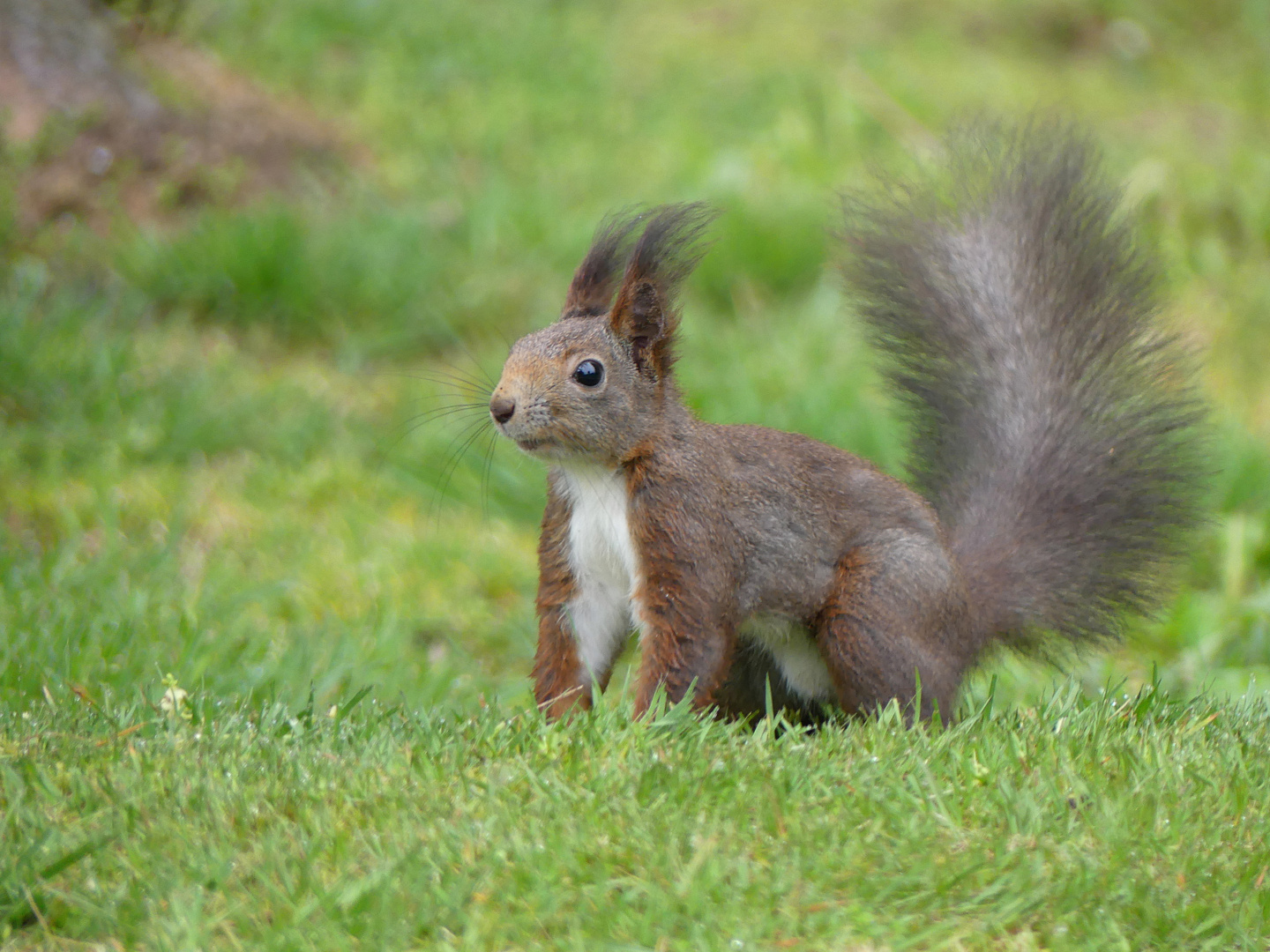 Eichhörnchen