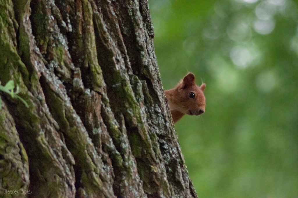 Eichhörnchen