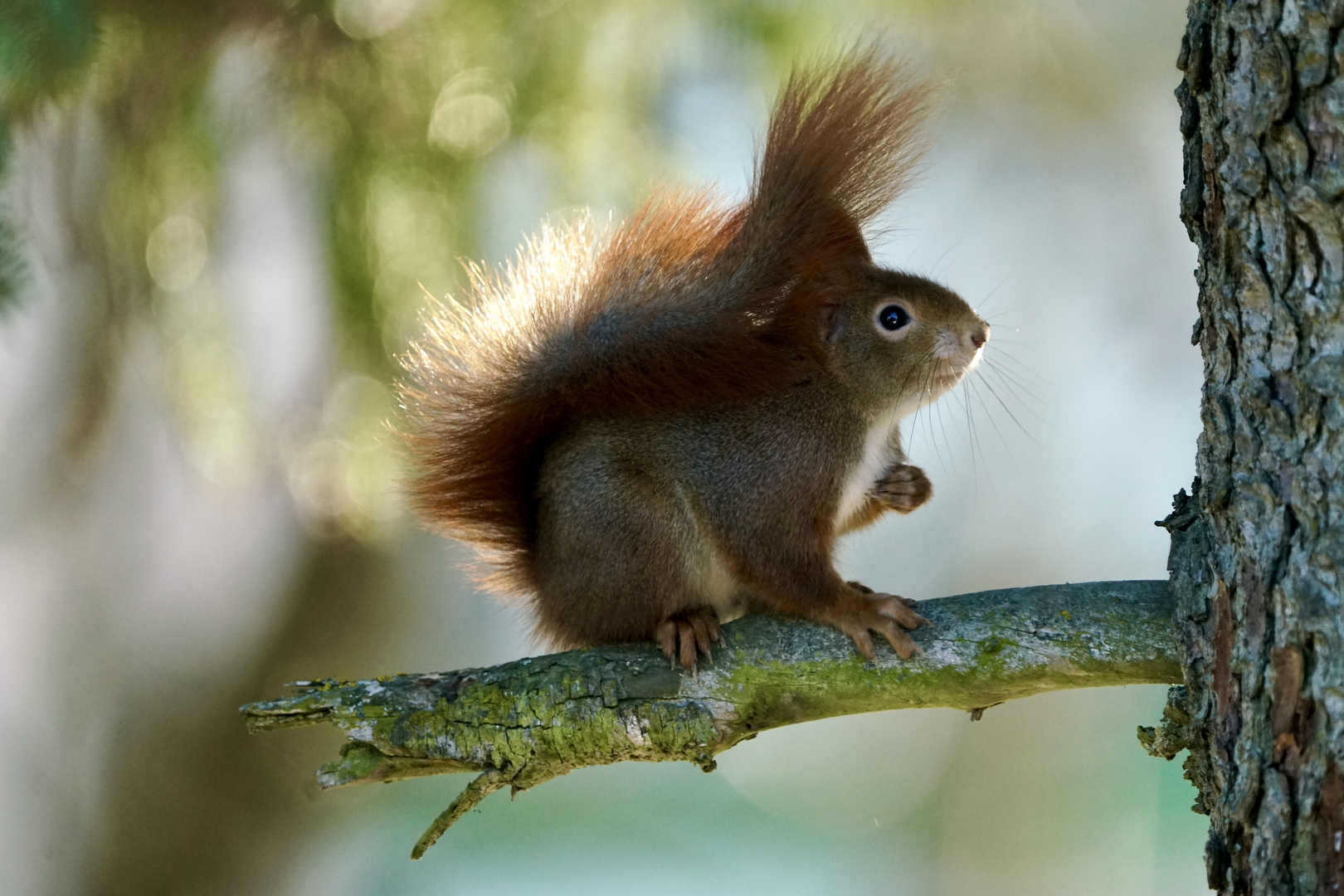 Eichhörnchen..