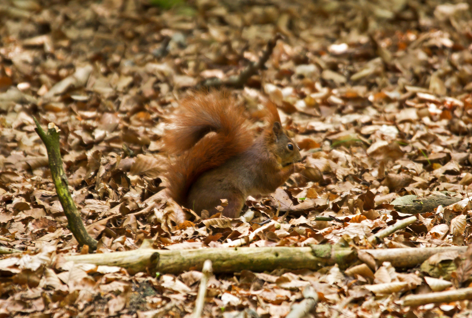 Eichhörnchen