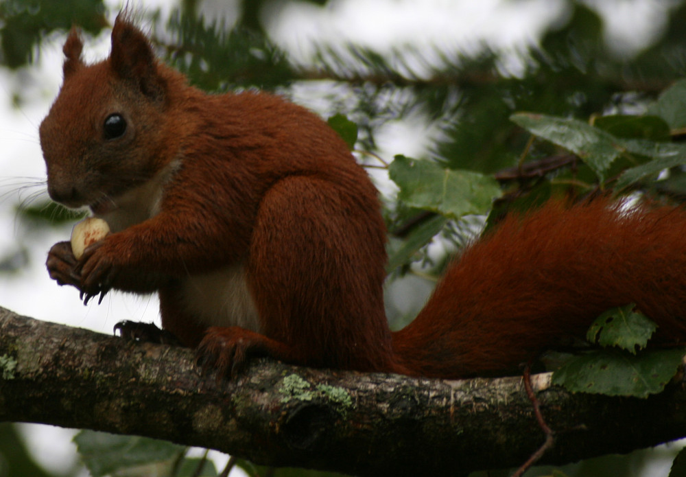 Eichhörnchen