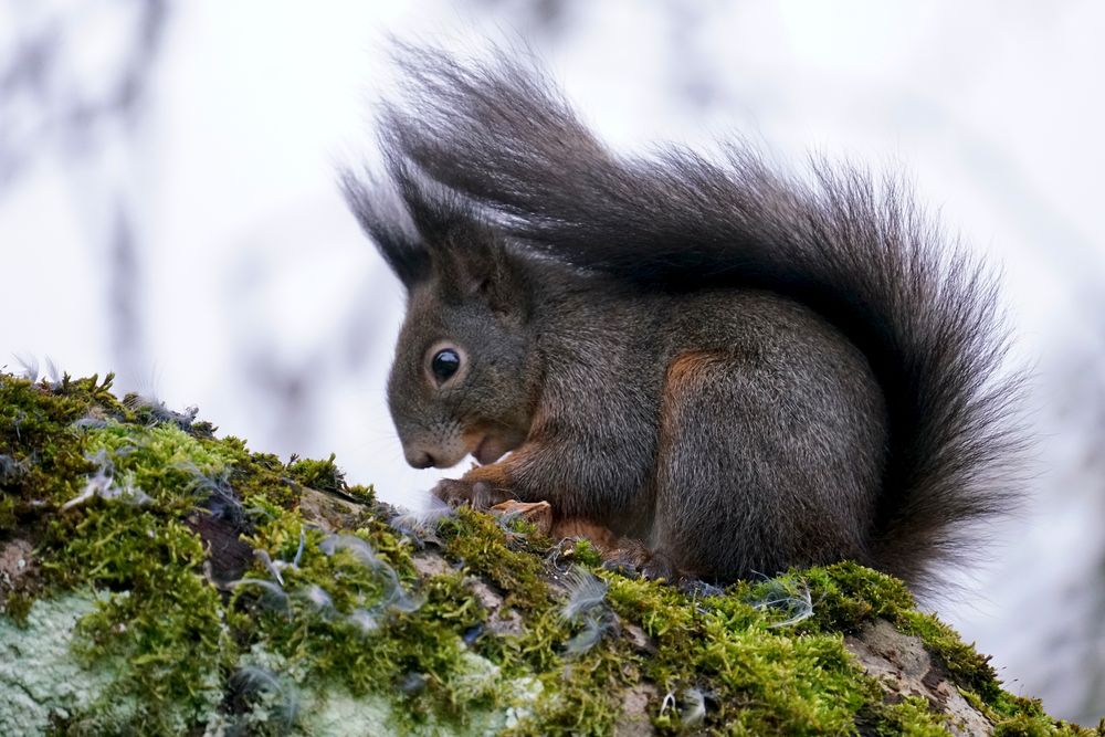 Eichhörnchen