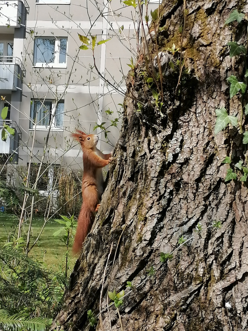 Eichhörnchen 