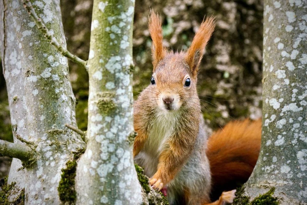 Eichhörnchen