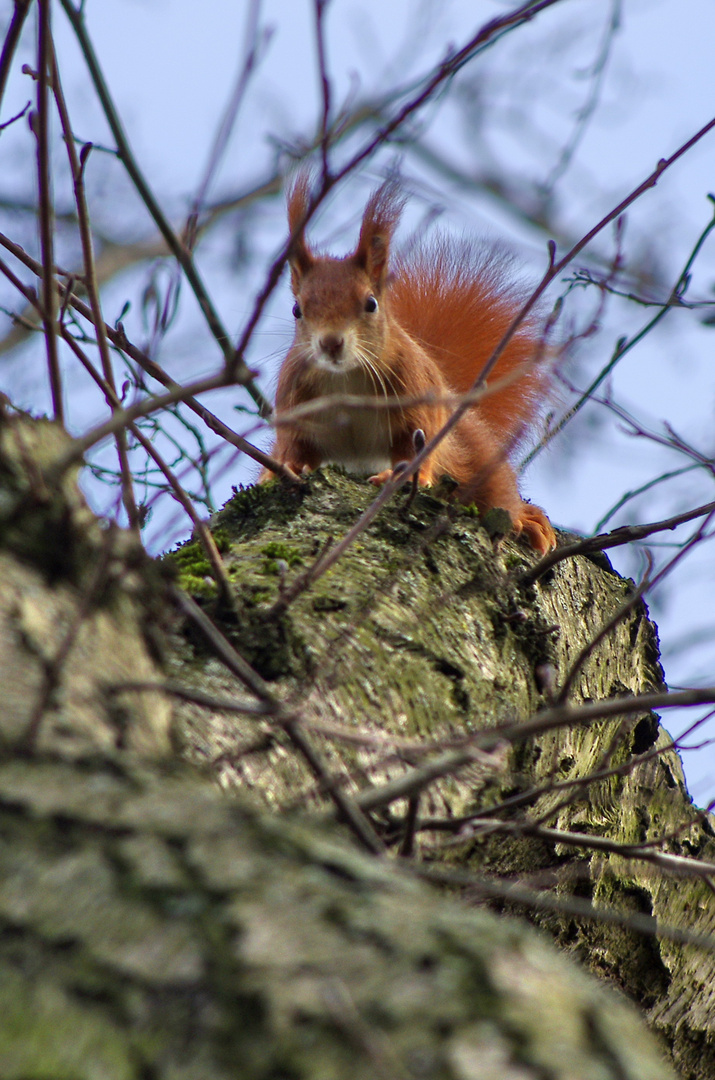 Eichhörnchen