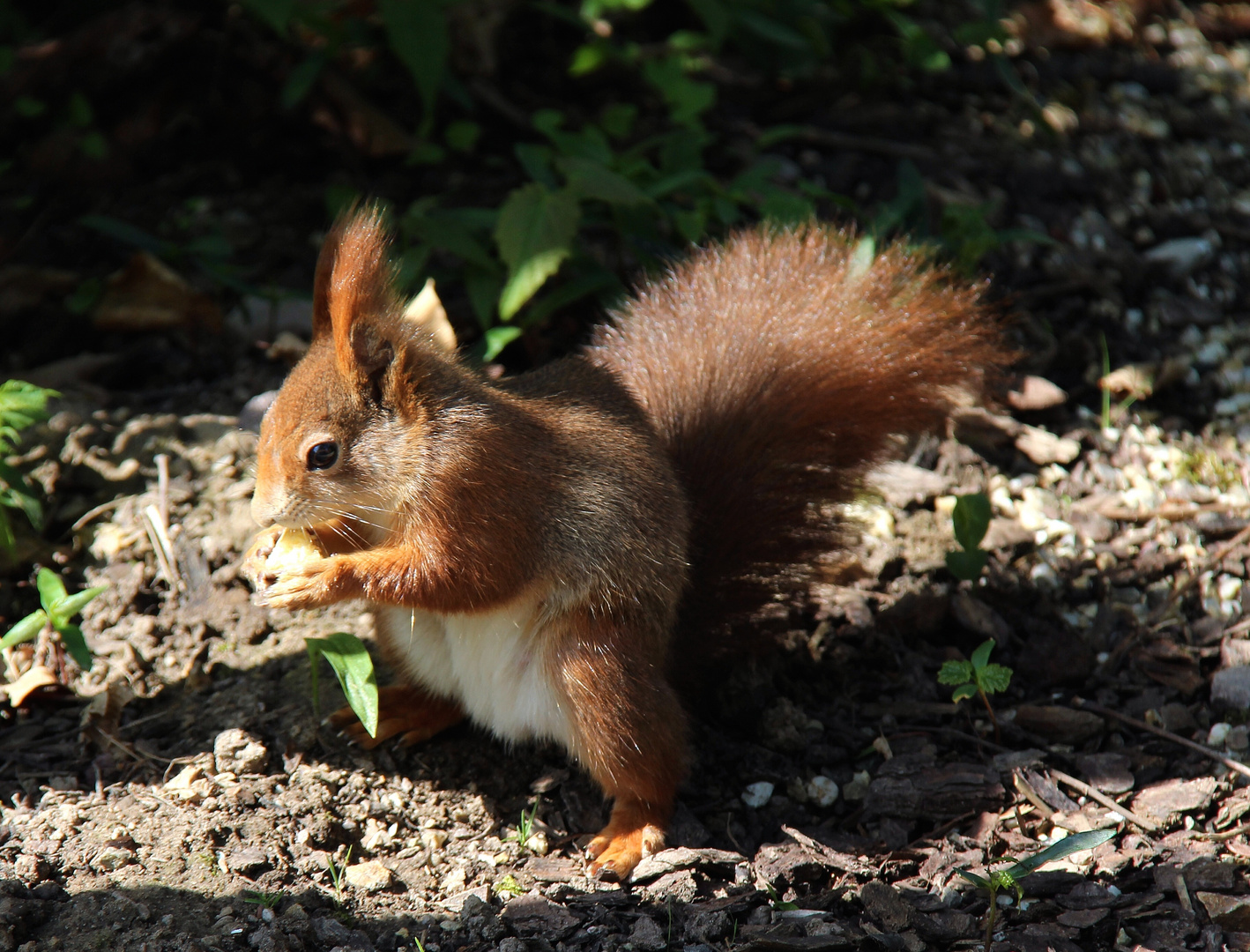 Eichhörnchen