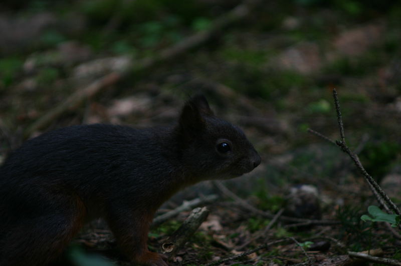 Eichhörnchen