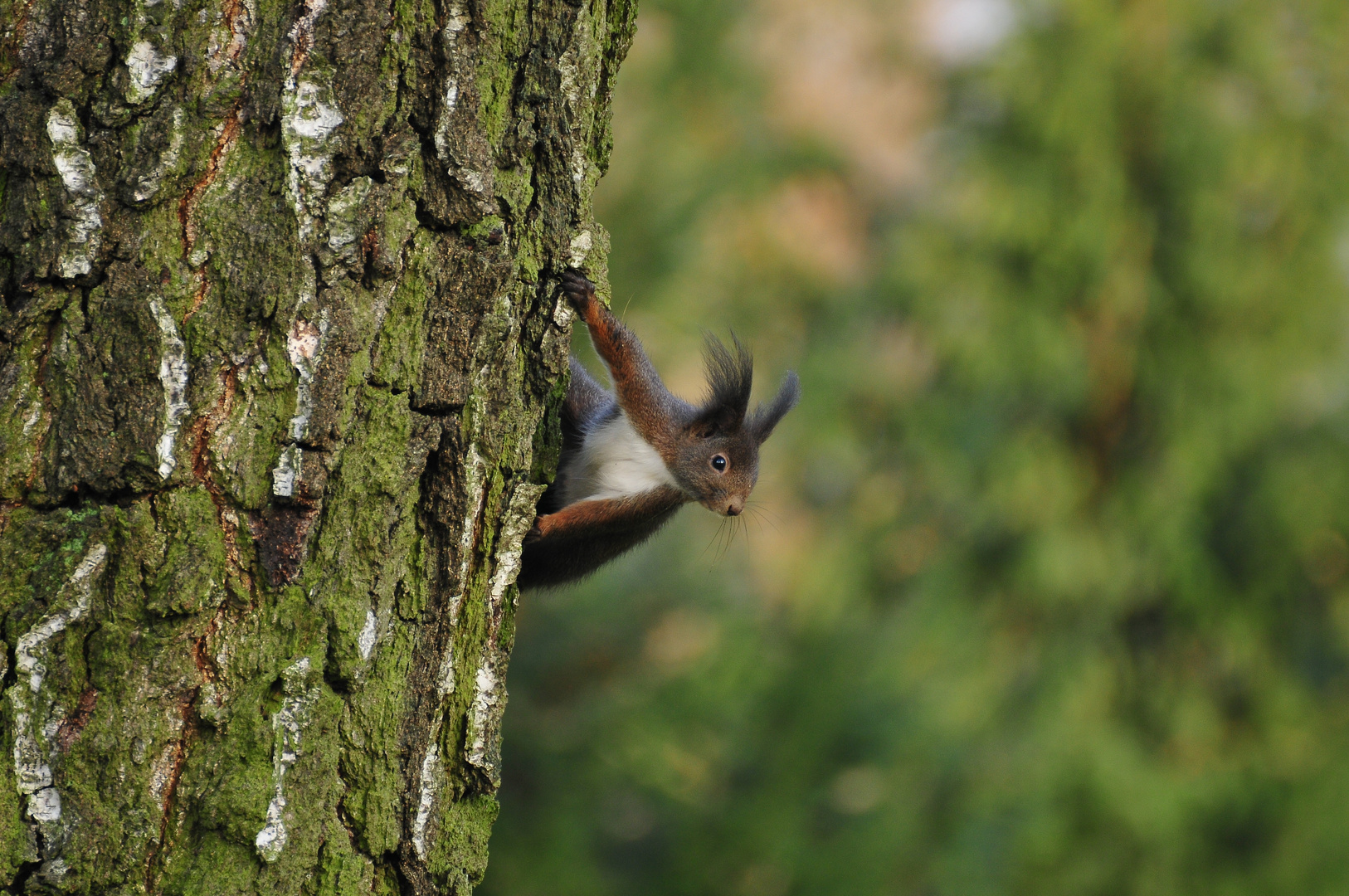 Eichhörnchen