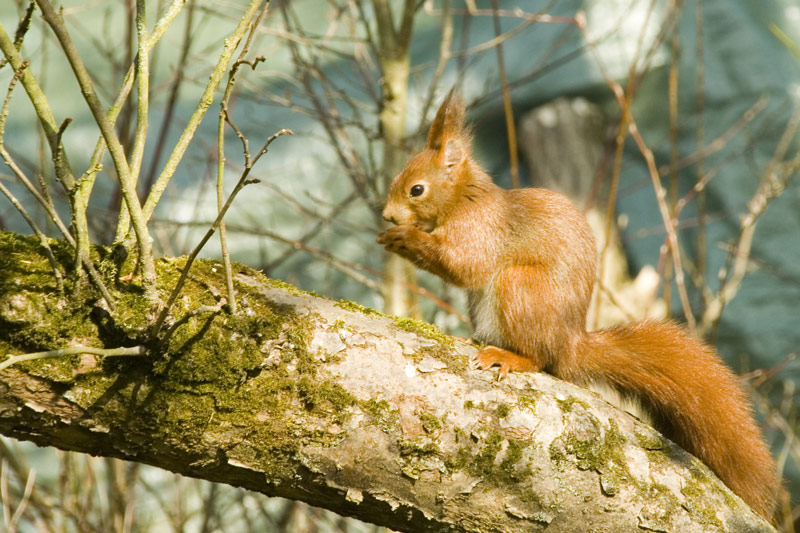 Eichhörnchen