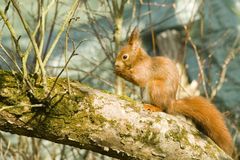 Eichhörnchen