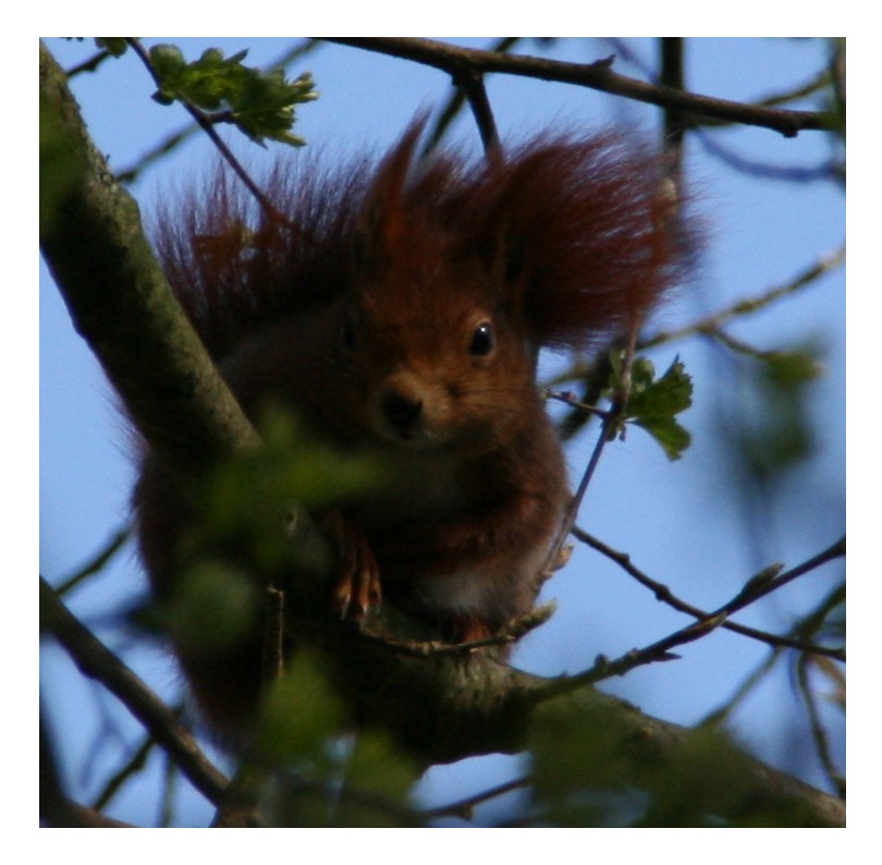 Eichhörnchen