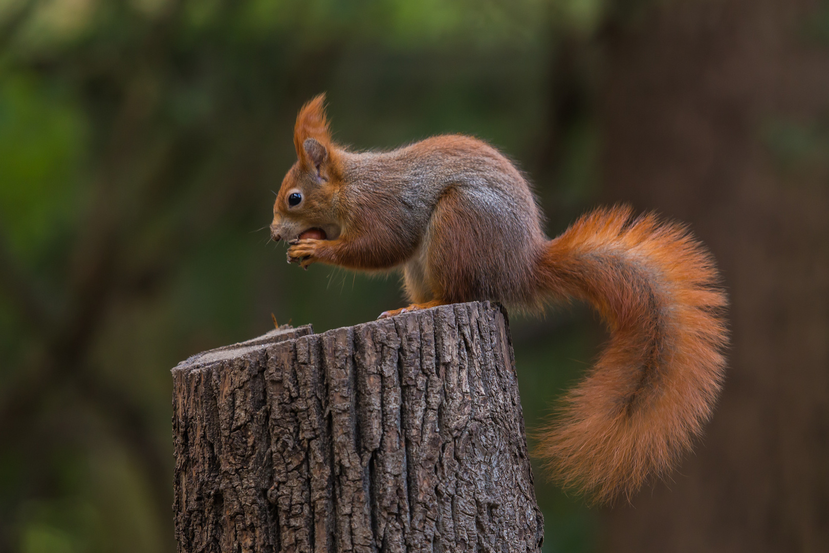 Eichhörnchen Foto & Bild tiere, wildlife, wald Bilder auf