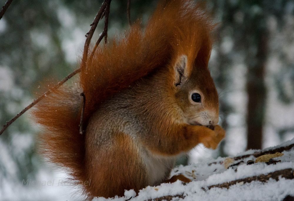 Eichhörnchen 