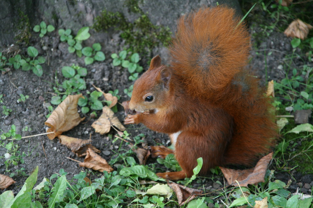 Eichhörnchen