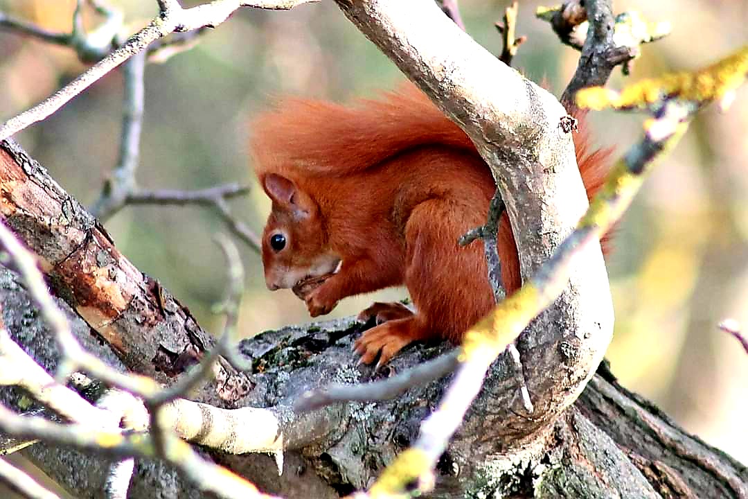 Eichhörnchen 