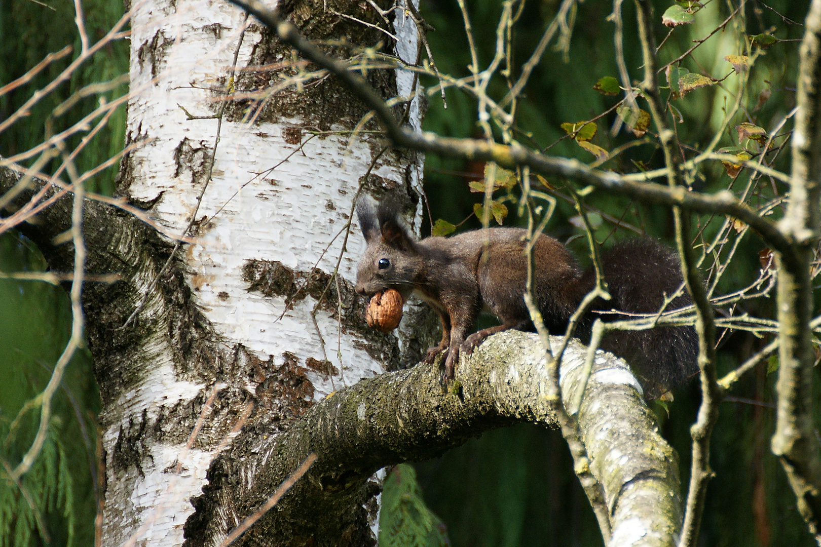 Eichhörnchen