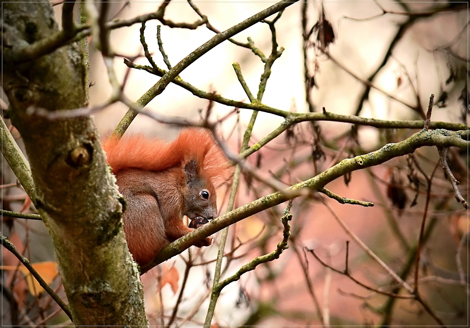 Eichhörnchen