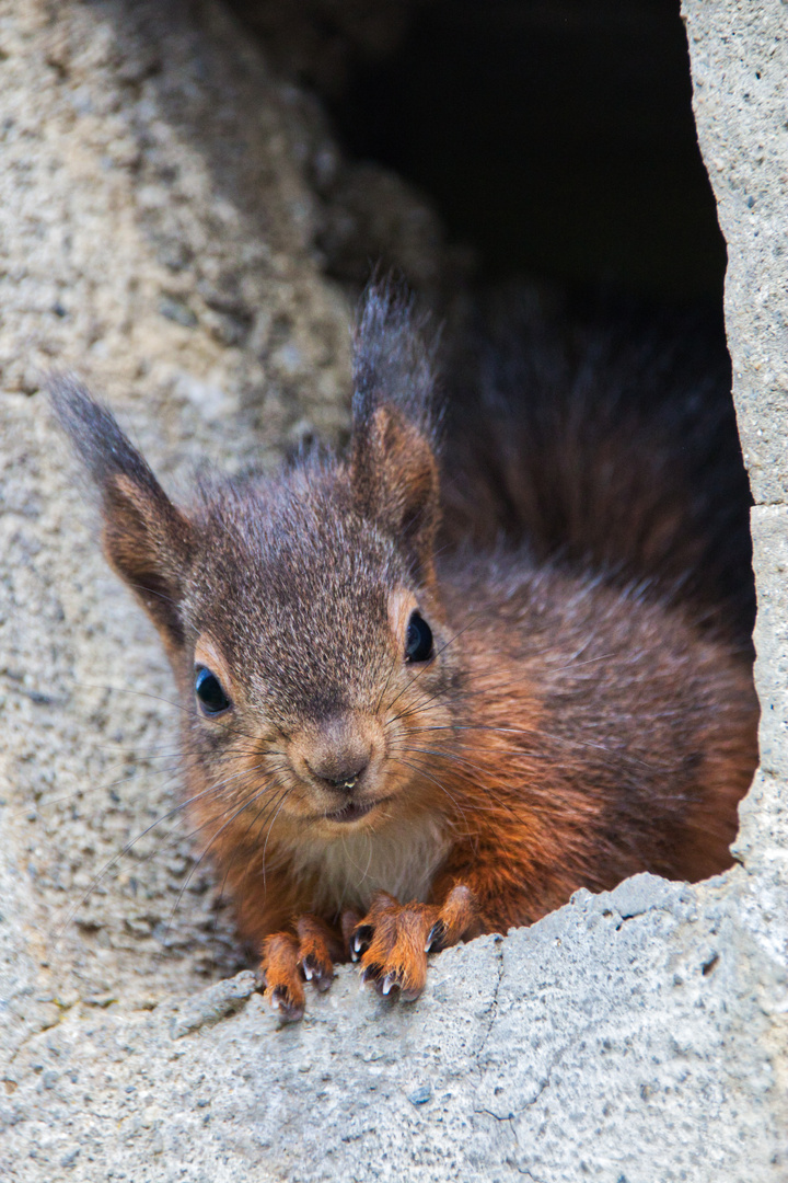 Eichhörnchen