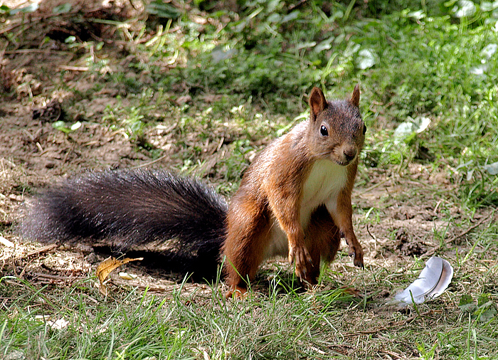 Eichhörnchen