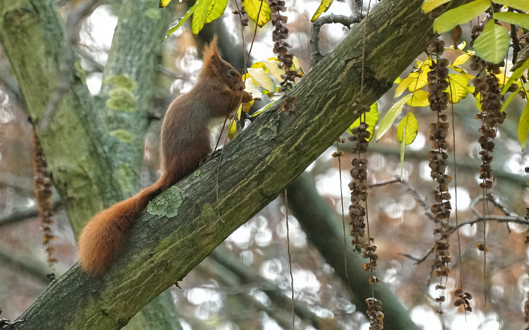 Eichhörnchen