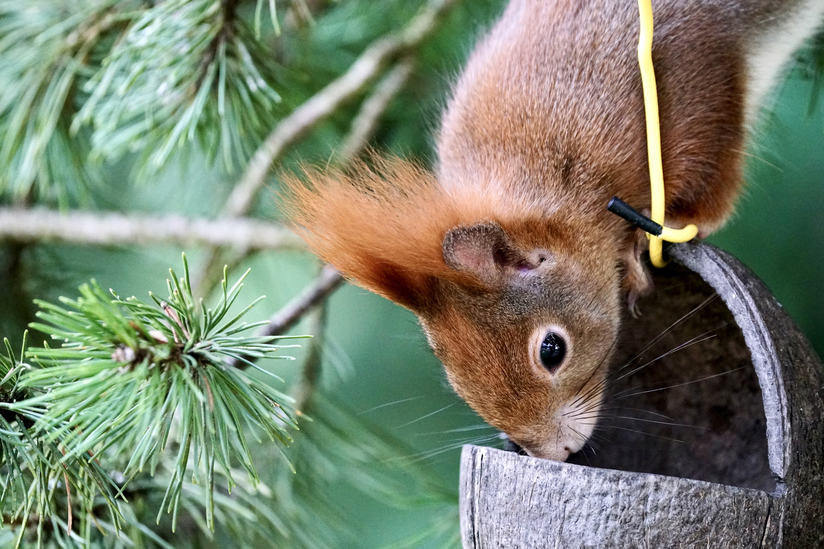 Eichhörnchen..