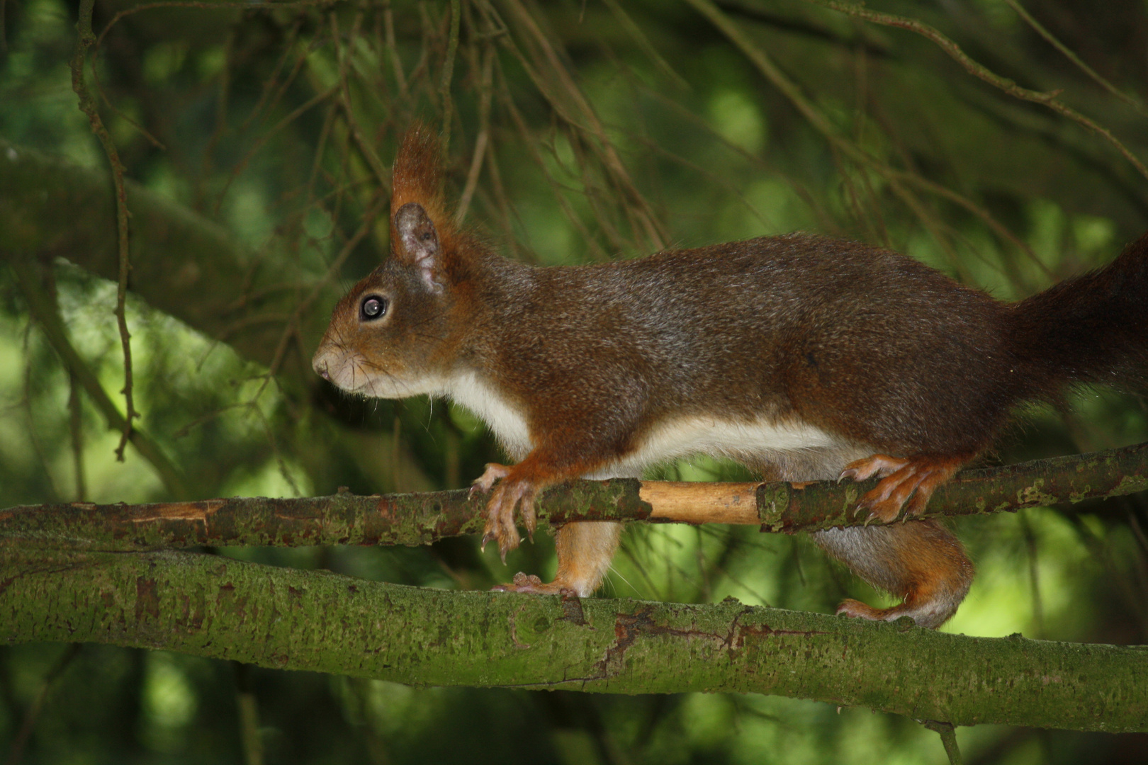 Eichhörnchen