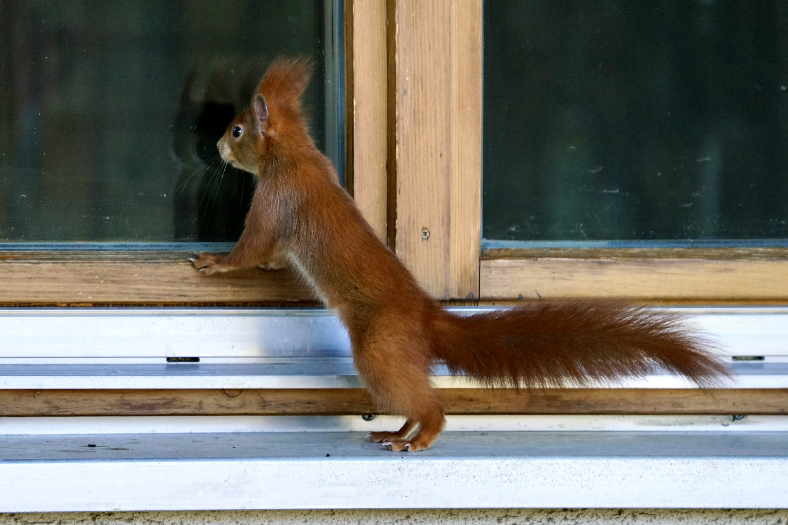 Eichhörnchen