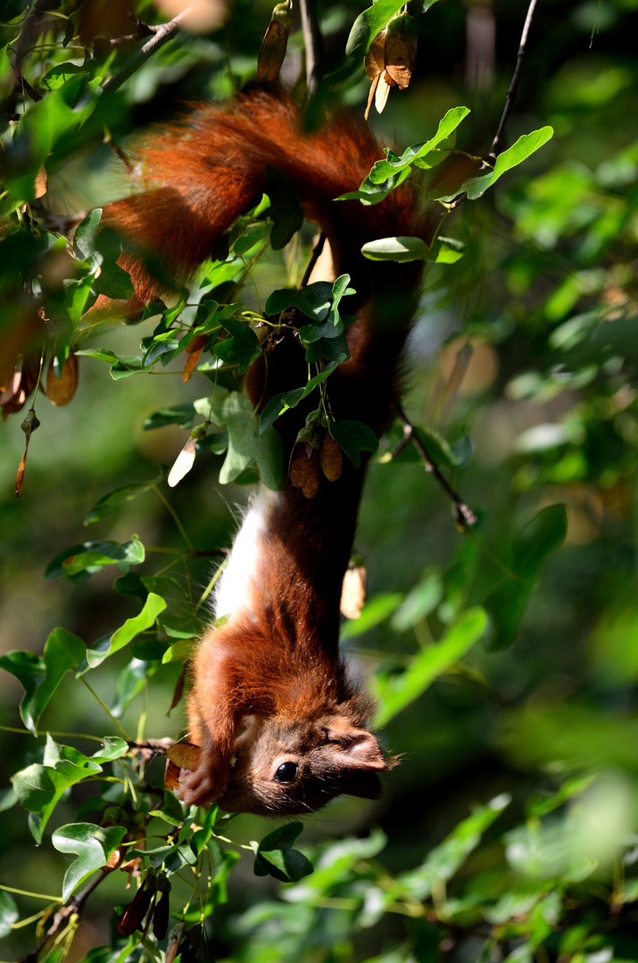 Eichhörnchen