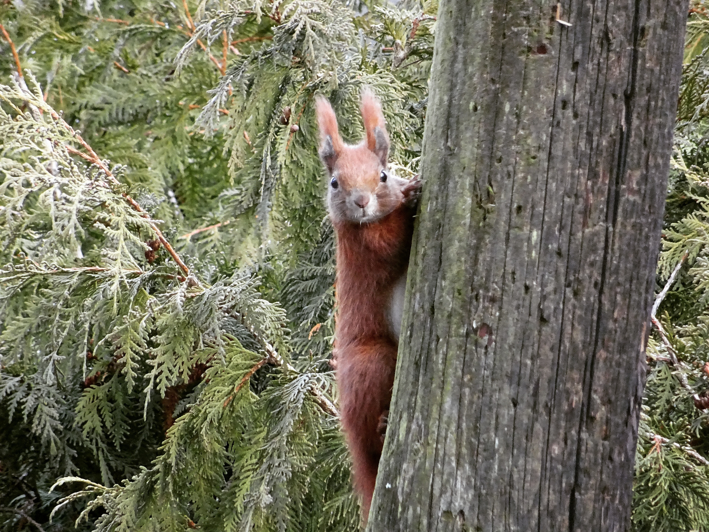 Eichhörnchen