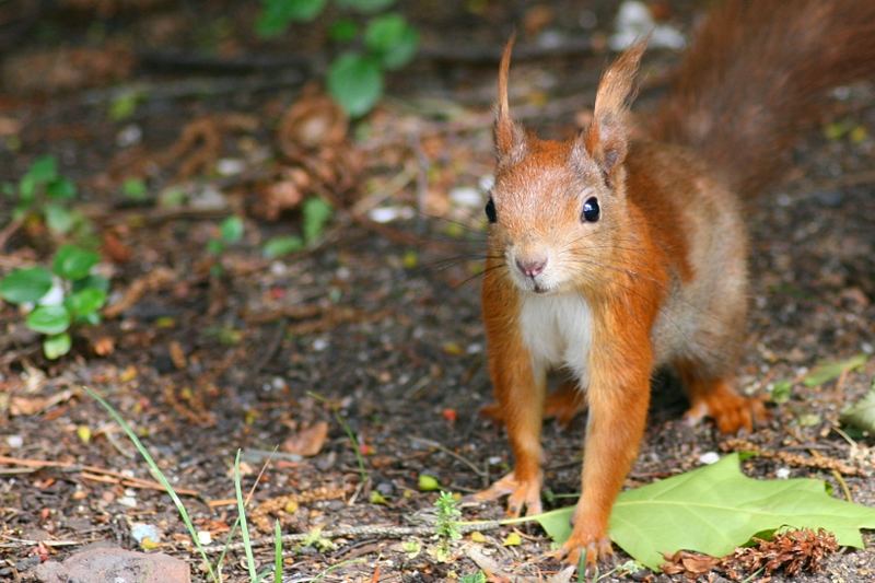 Eichhörnchen