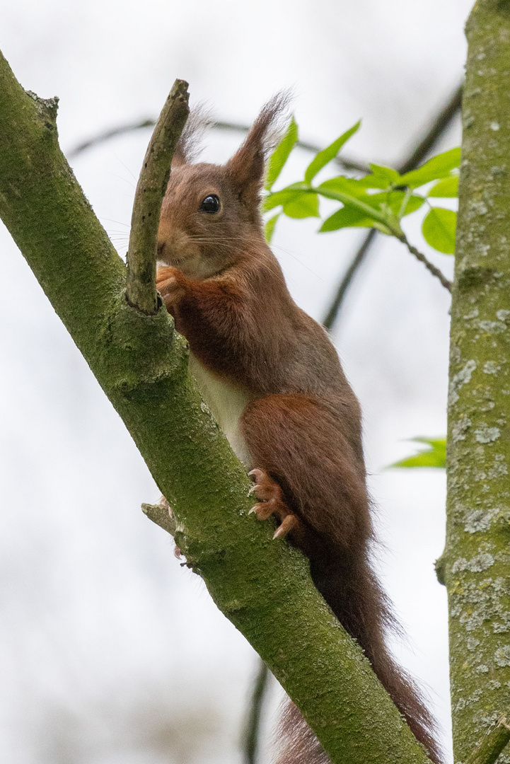 Eichhörnchen